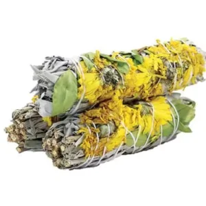 SUNFLOWER SAGE 10cm